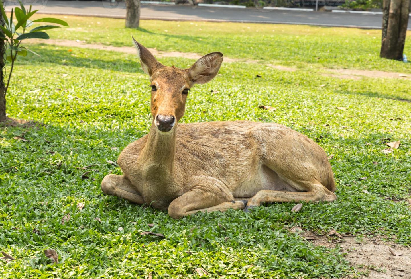 burmese brow-antlered deer, Eld 's deer, Thailand photo