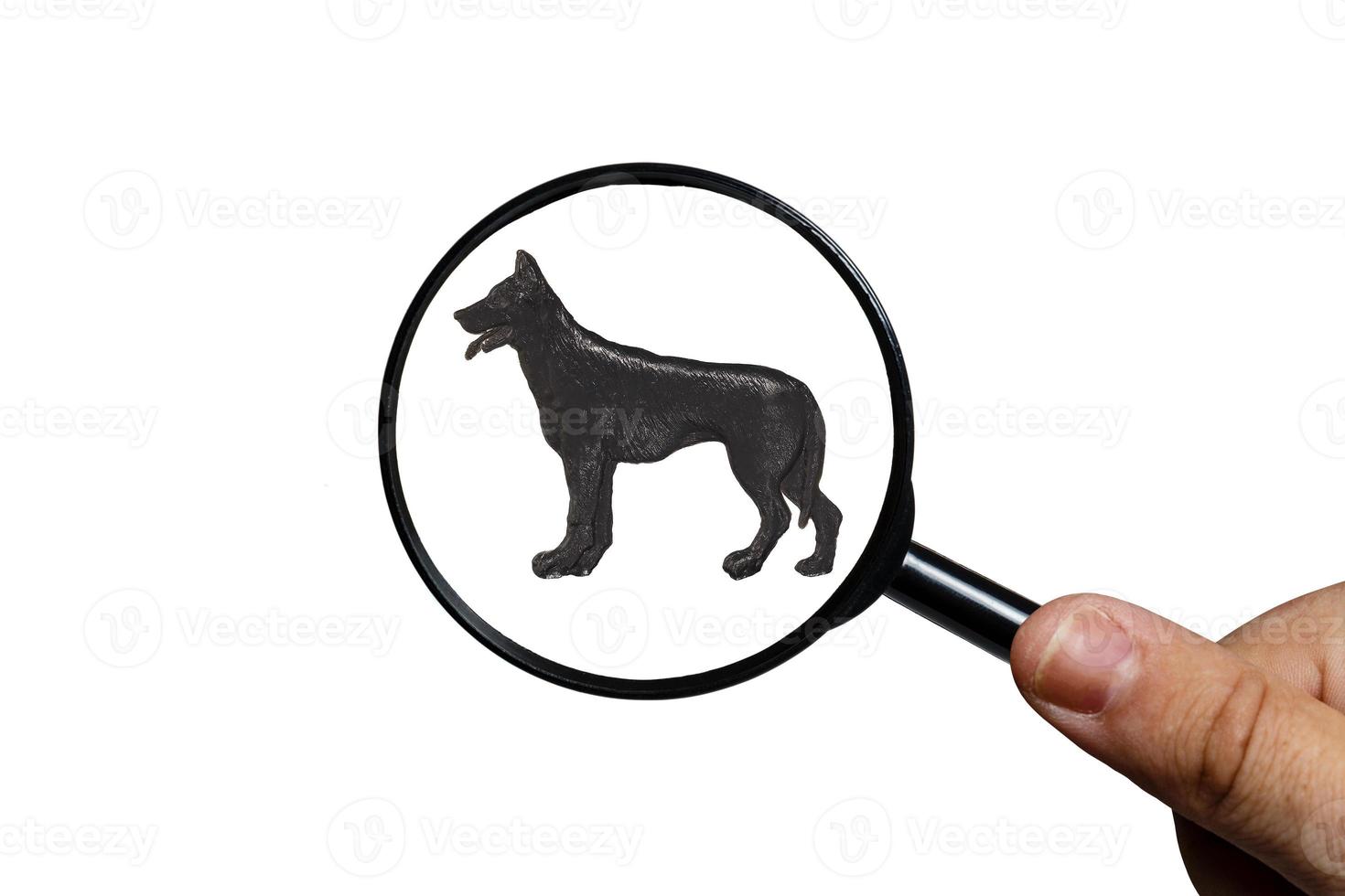 german shepherd dog, Silhouette of dog on white background, view through a magnifying glass, magnifying glass in hand photo