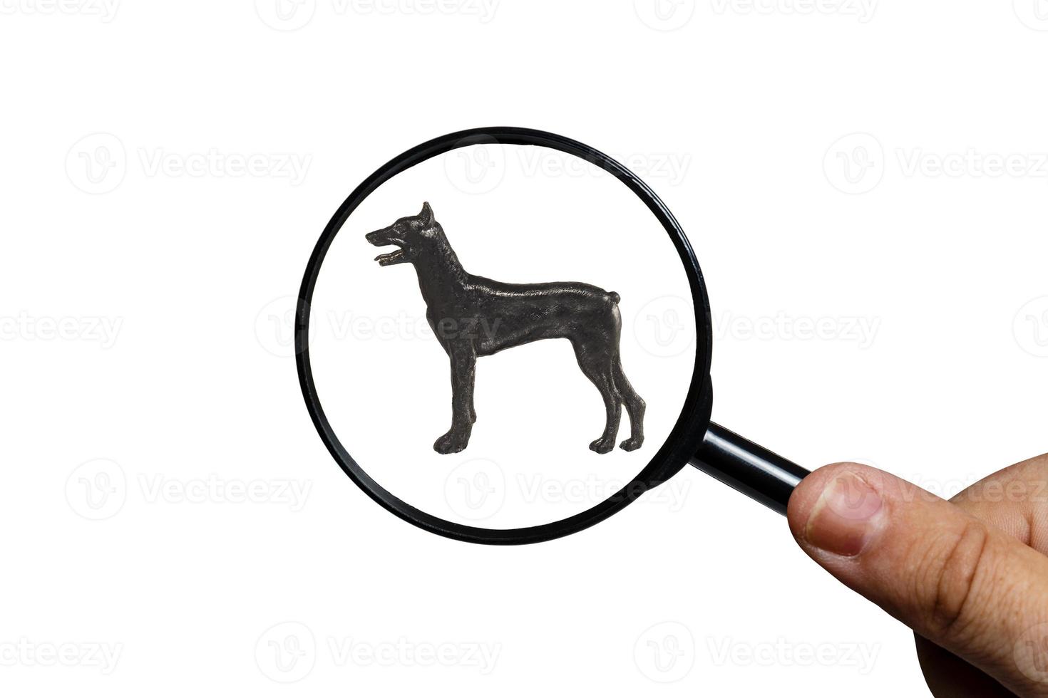 Dobermann, Silhouette of dog on white background, view through a magnifying glass, magnifying glass in hand photo