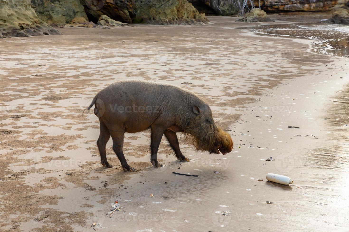 bearded pig walking along the beach. photo