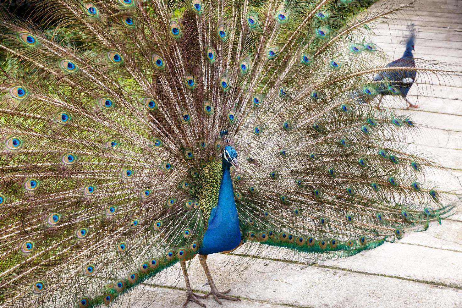 indian blue peafowl with an open tail. photo