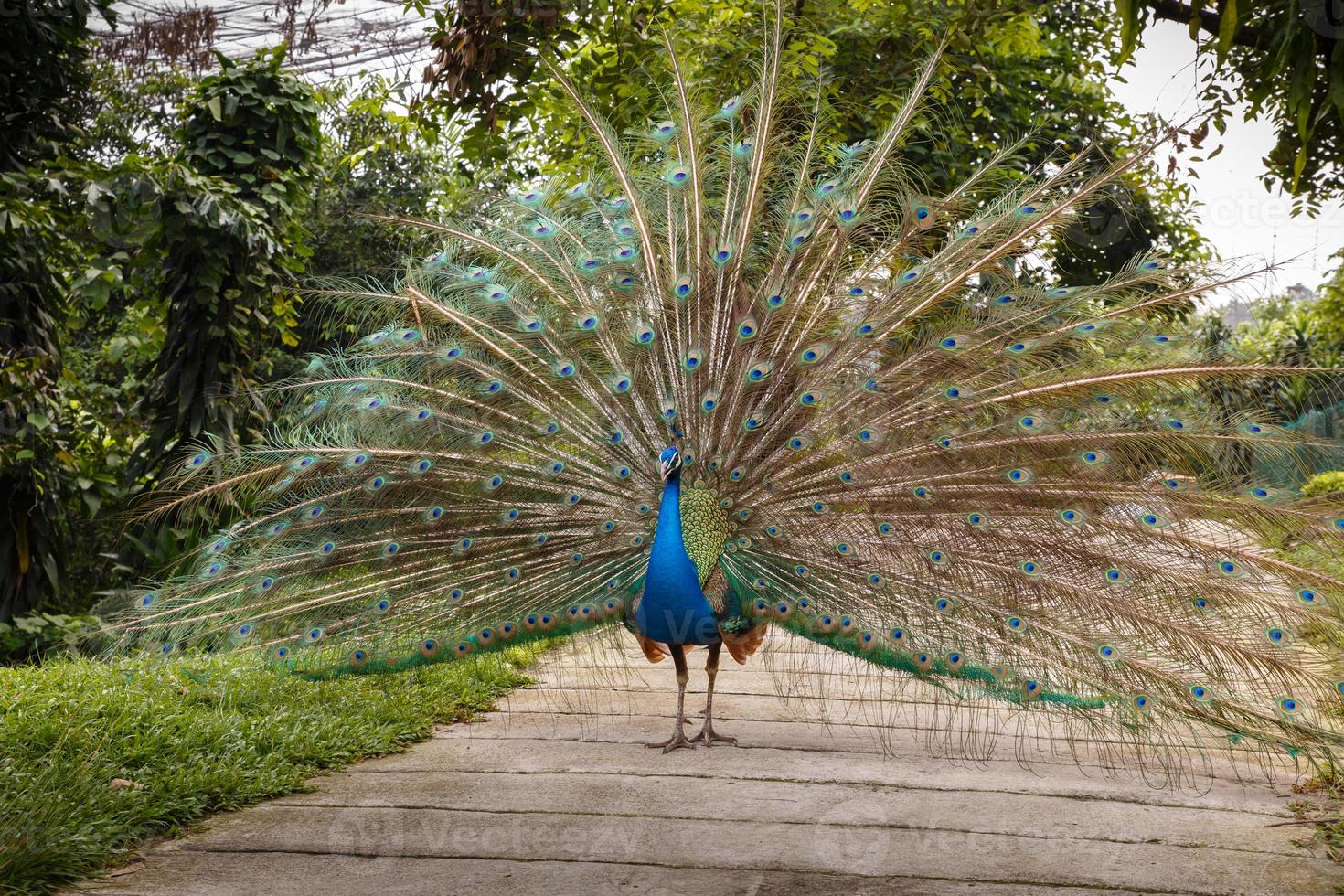indian blue peafowl with an open tail photo