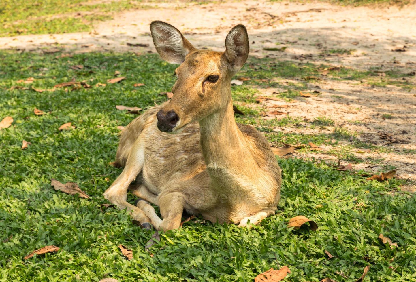 burmese brow-antlered deer, Eld 's deer, Thailand photo