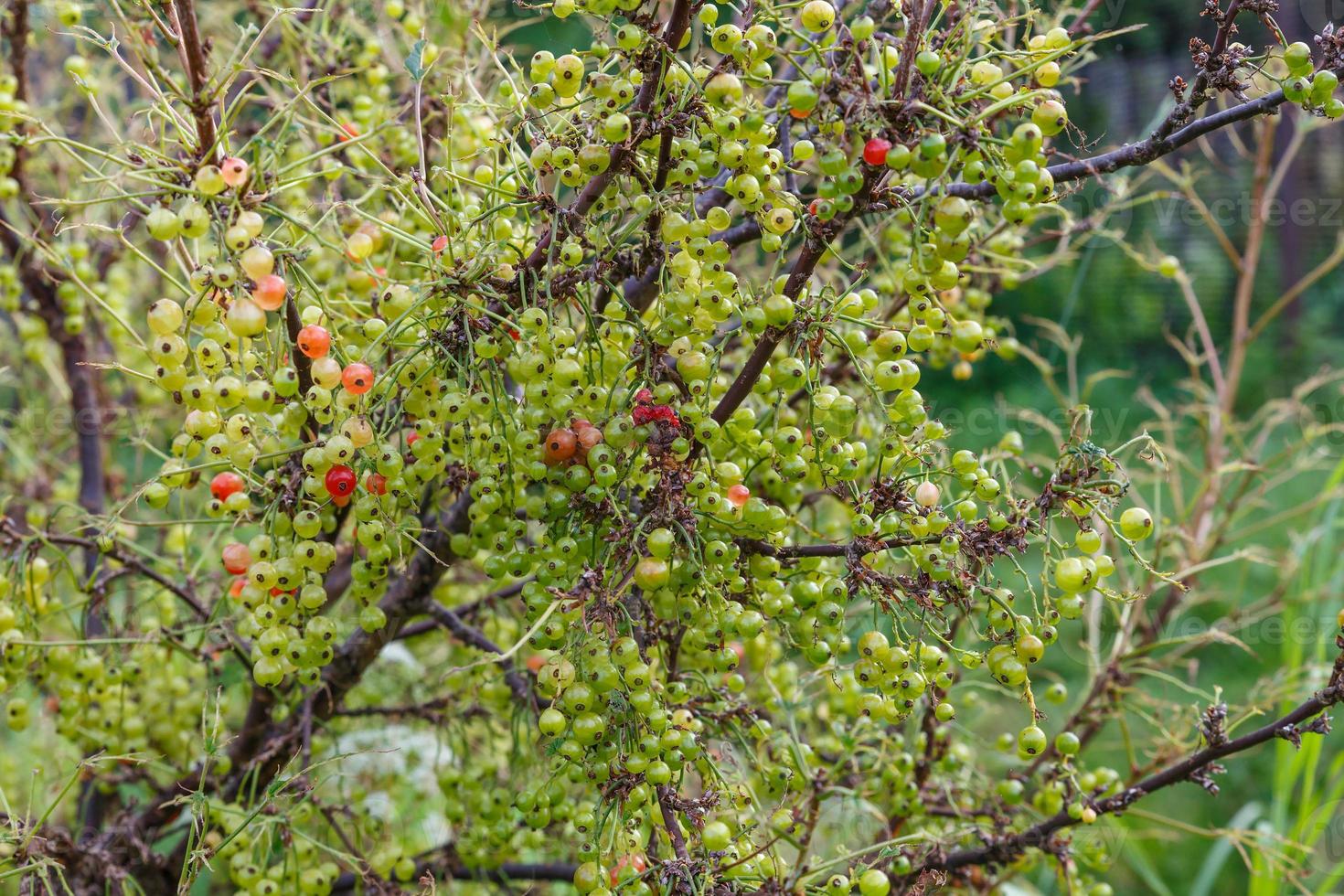 unripe currant berries on a branch on a bush, redcurrant photo