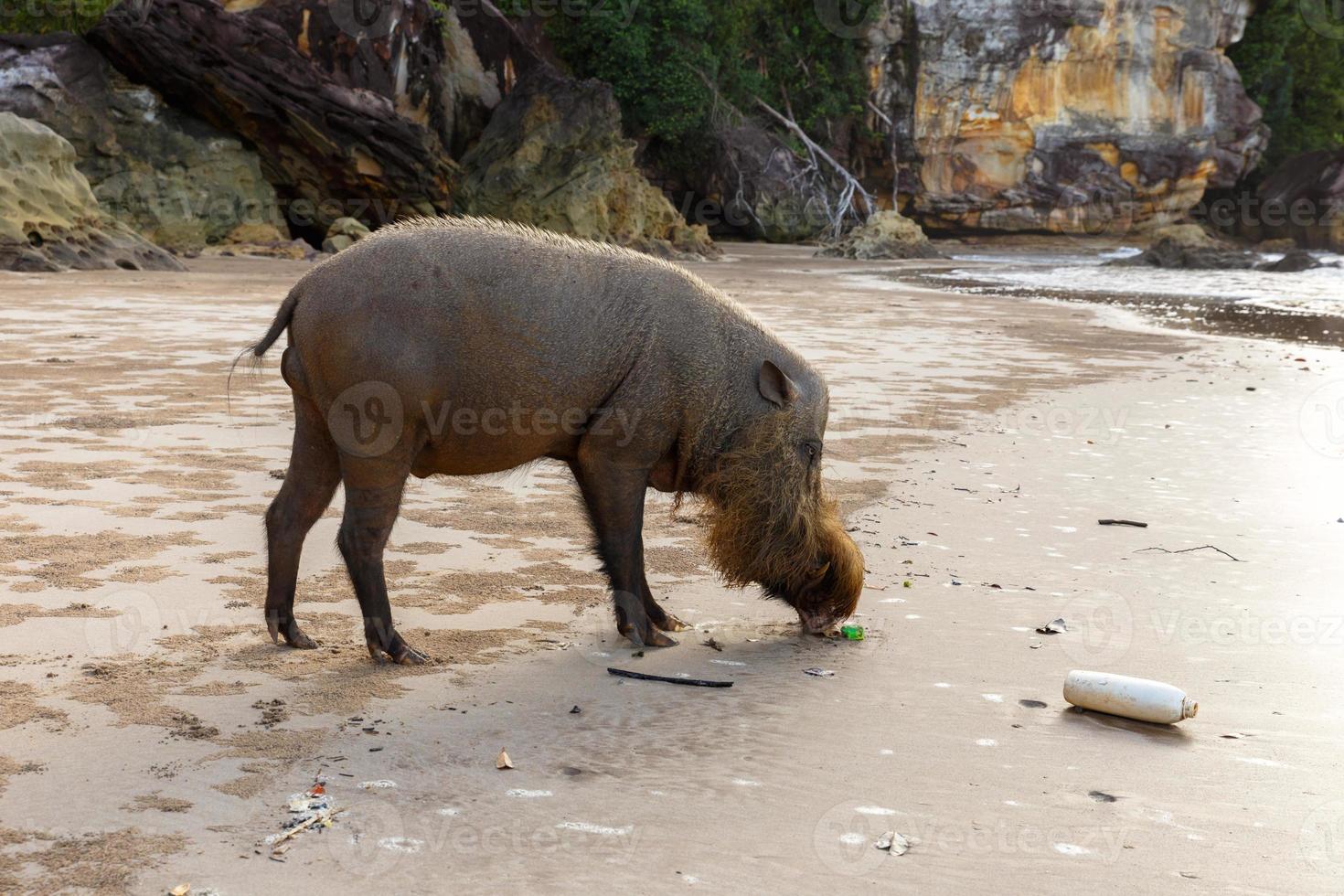 bearded pig walking along the beach near the sea photo