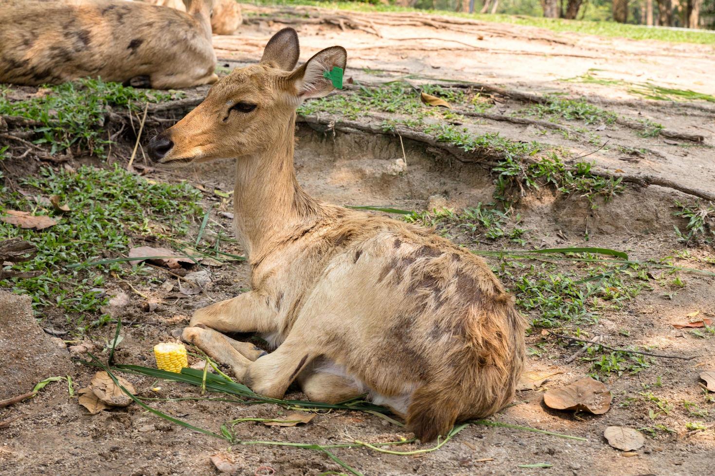 burmese brow-antlered deer, Eld 's deer, Thailand photo