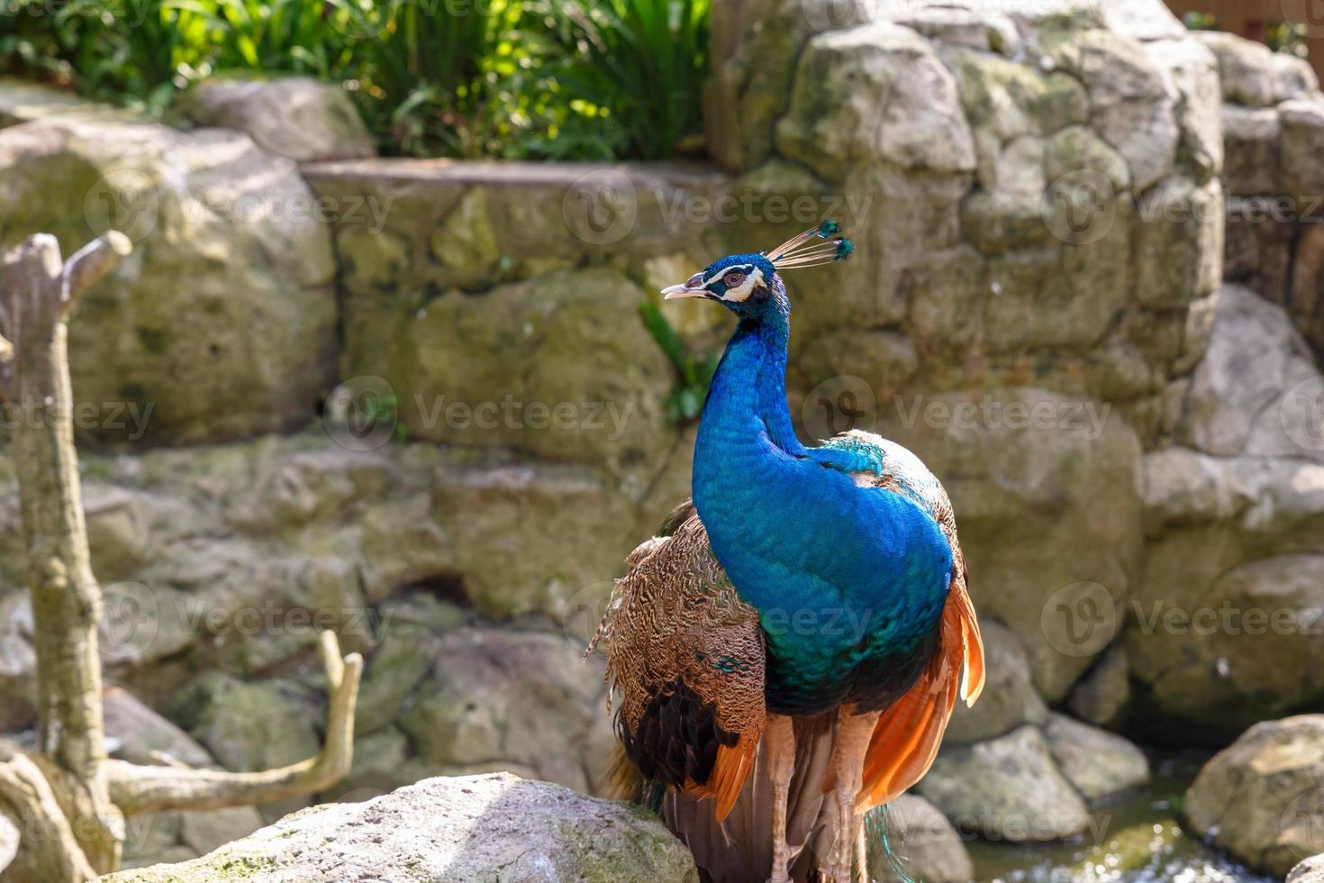 Indian blue peacock on the background of stones close-up photo