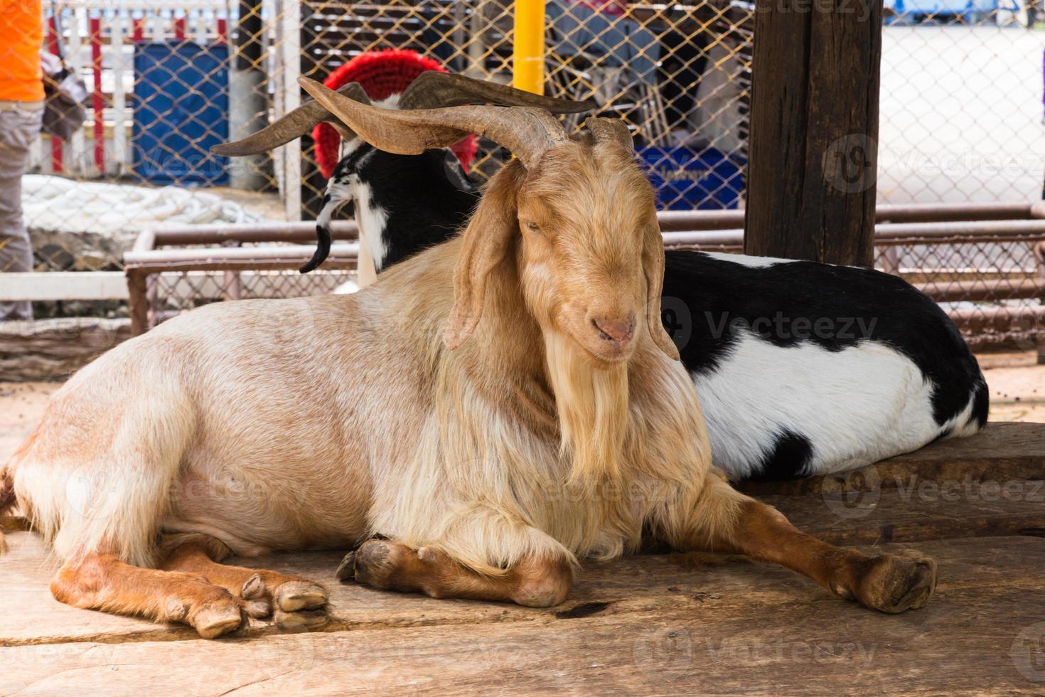 Two wild goat lying in a zoo photo