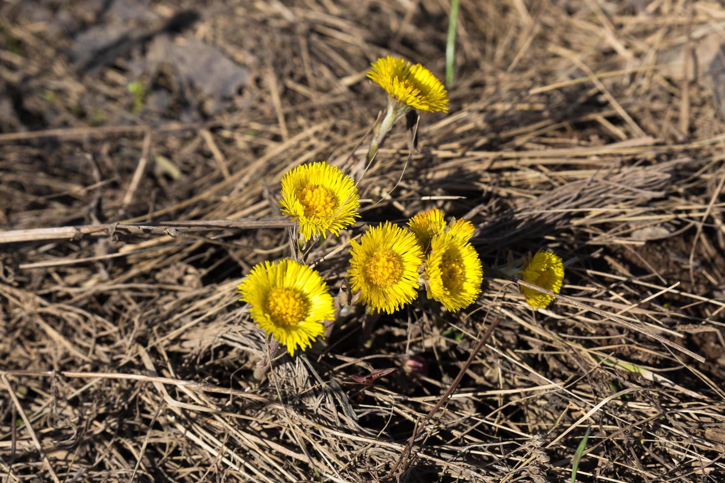 first spring flowers mother and stepmother photo