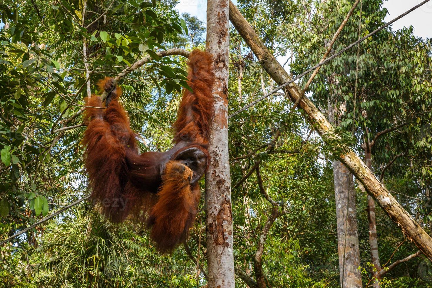 orangutan hangs on a branch and eats coconut photo