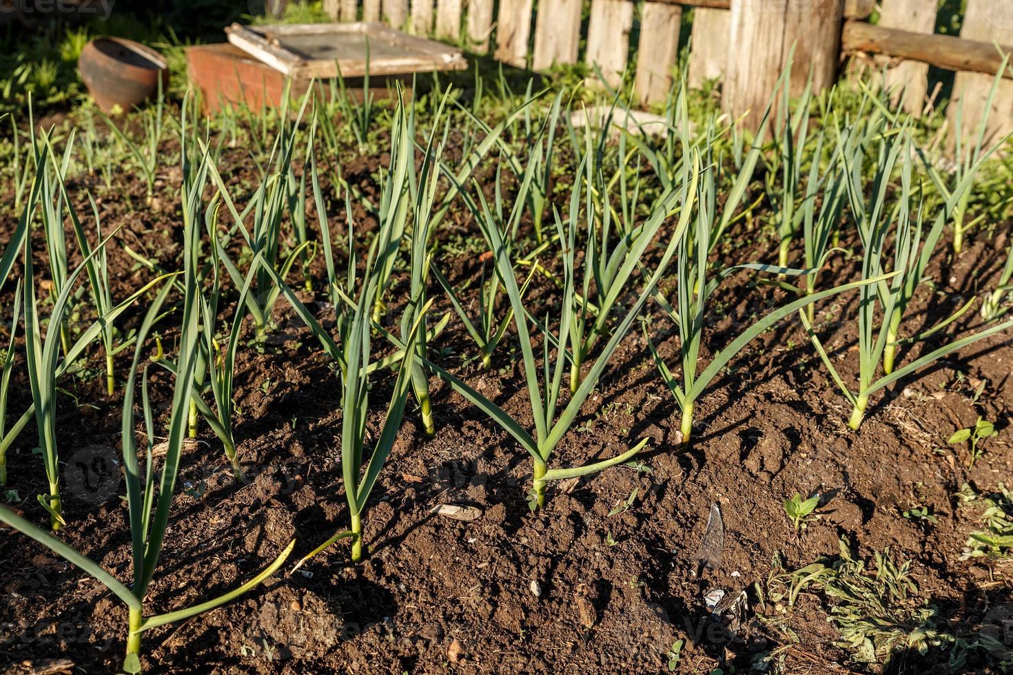 green garlic in the garden photo