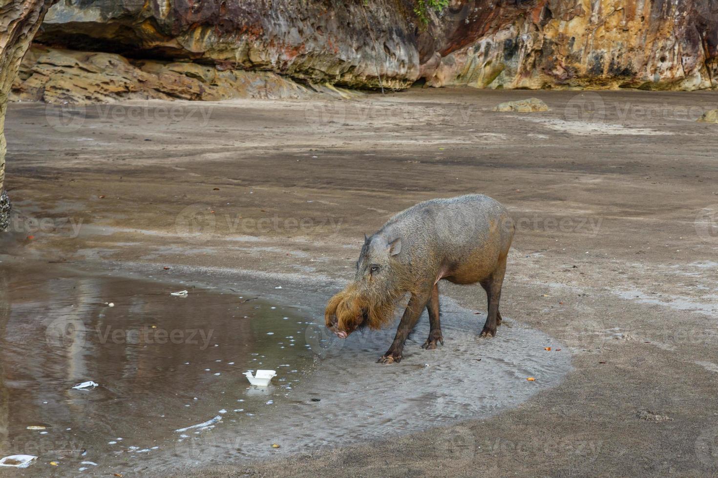 bearded pig walking along the beach near the sea photo