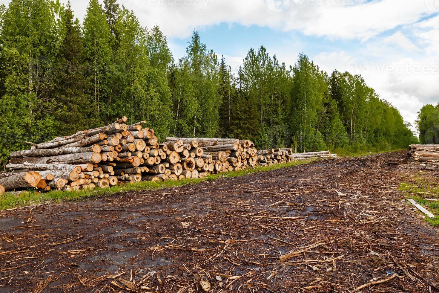 A large pile of logs lies near a road in the forest photo