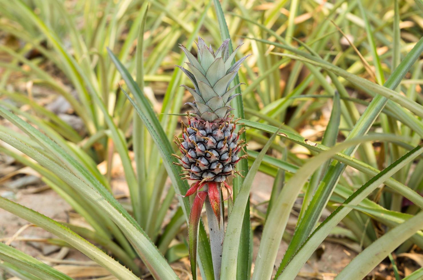 Pineapple tropical fruit growing in a farm photo