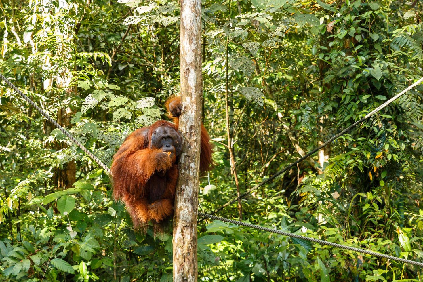 female orangutan sitting on a tree and eating fruit photo
