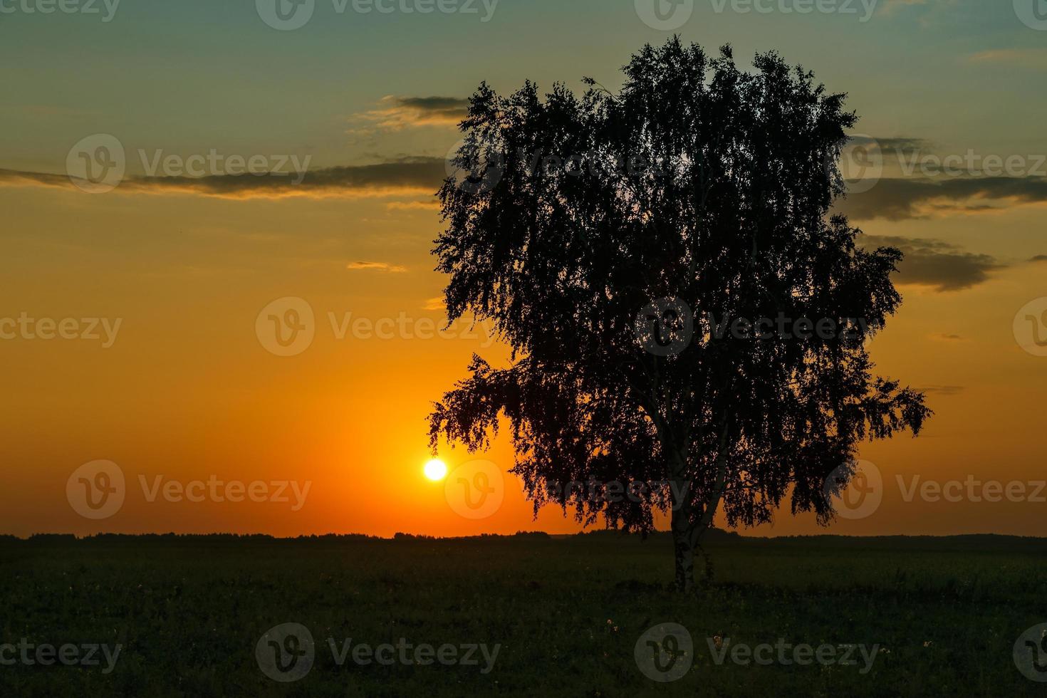 Lonely birch tree in the field with a sunset sky photo
