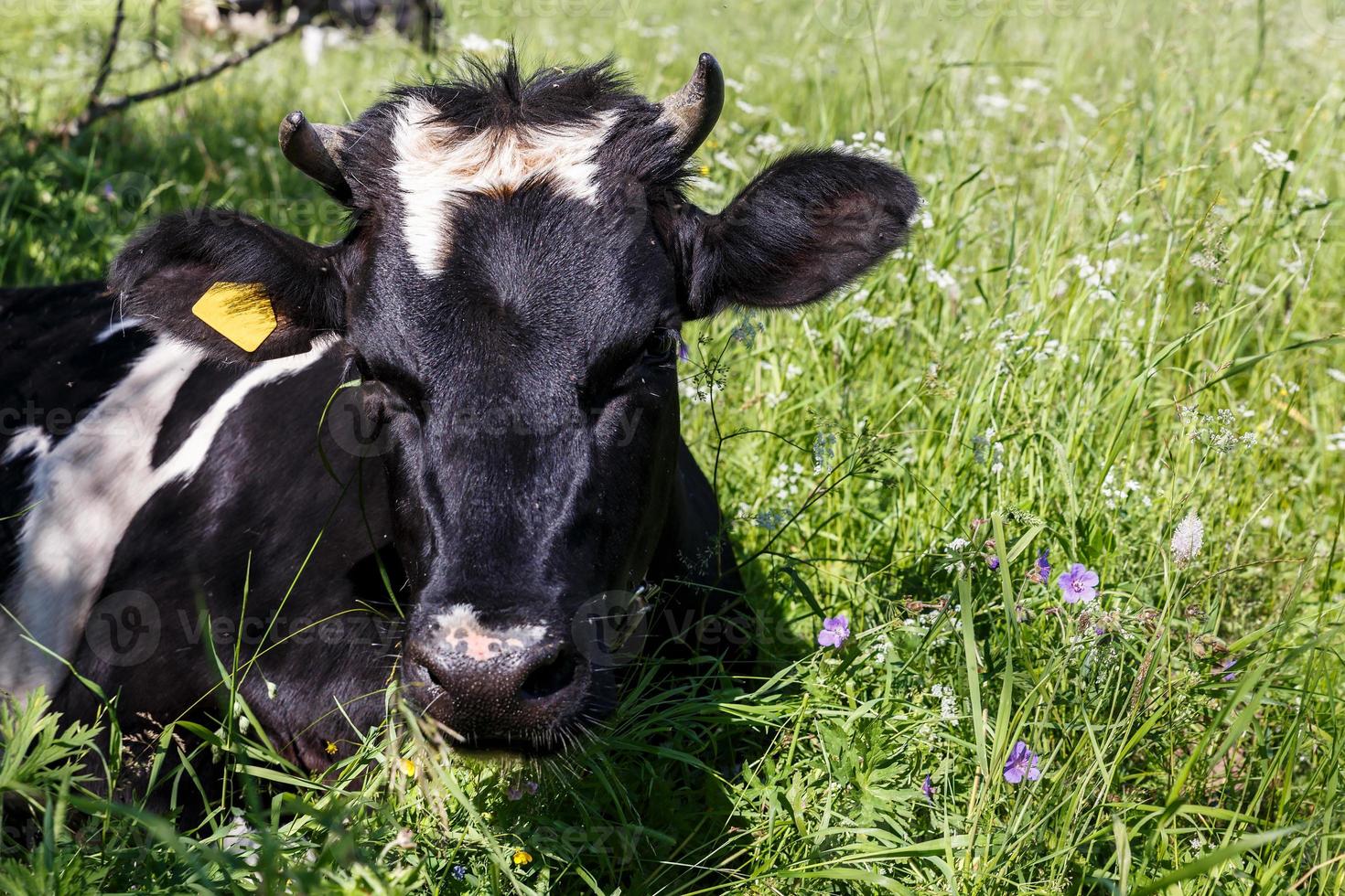 cow lies in the grass on the pasture. the head of a cow. photo