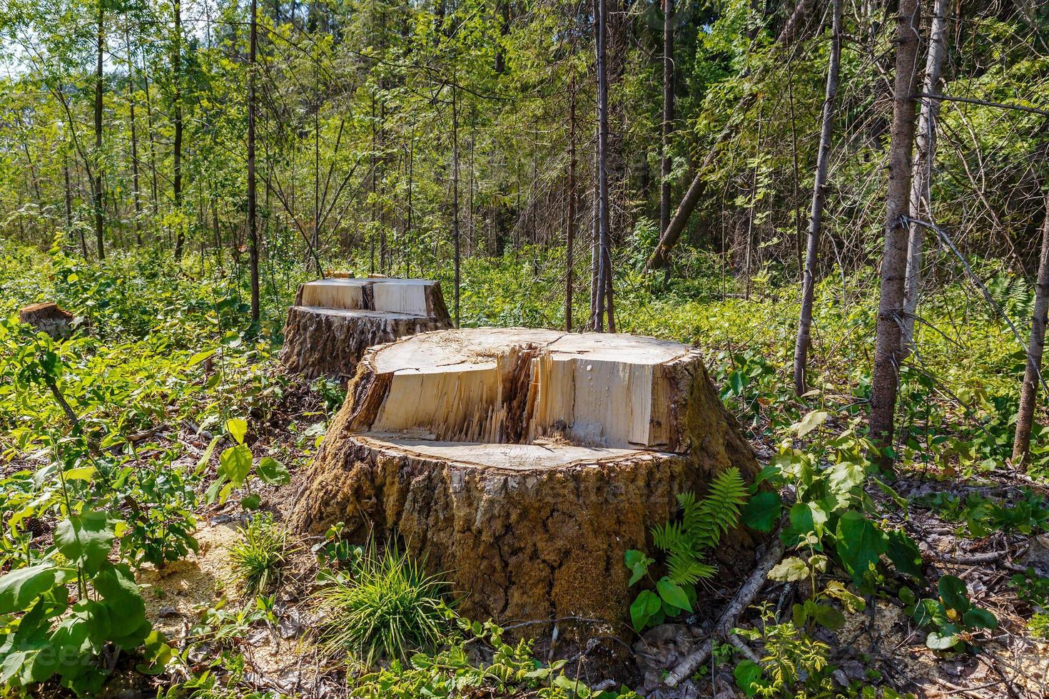 stumps in the forest, remnants of felled tree, deforestation photo