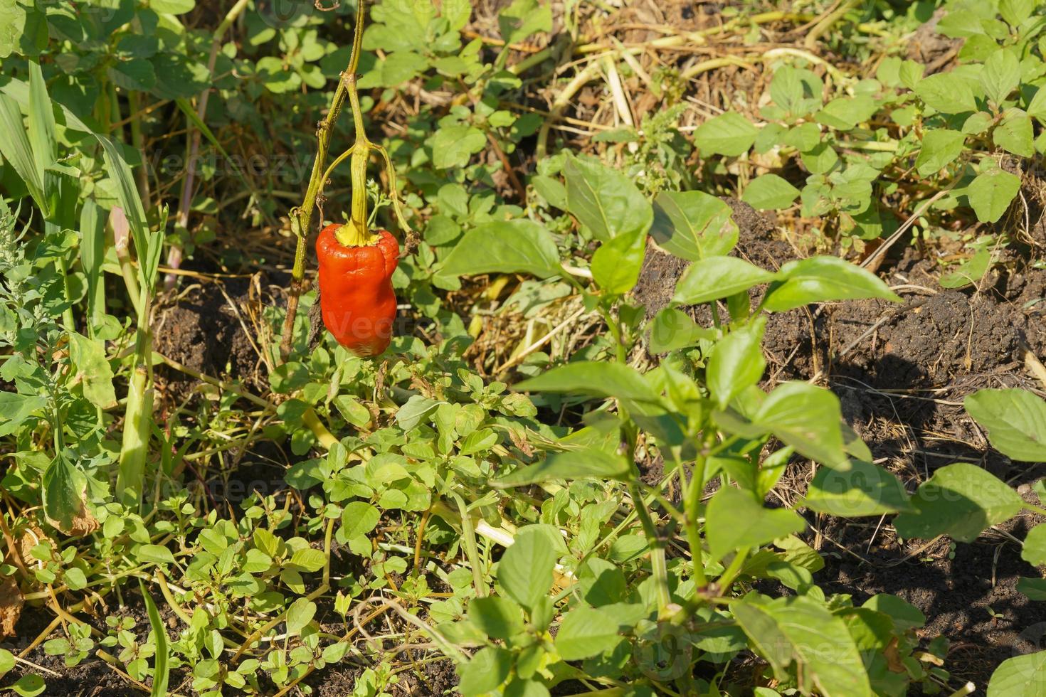 pod of red pepper in the garden photo