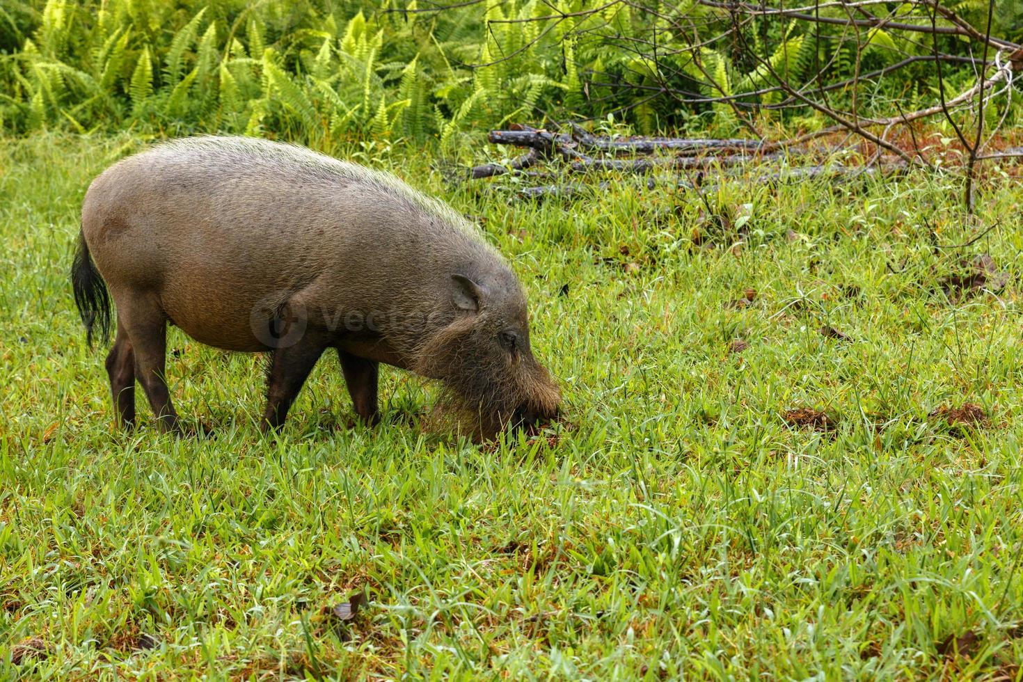 bearded pig digs the earth on a green lawn. photo