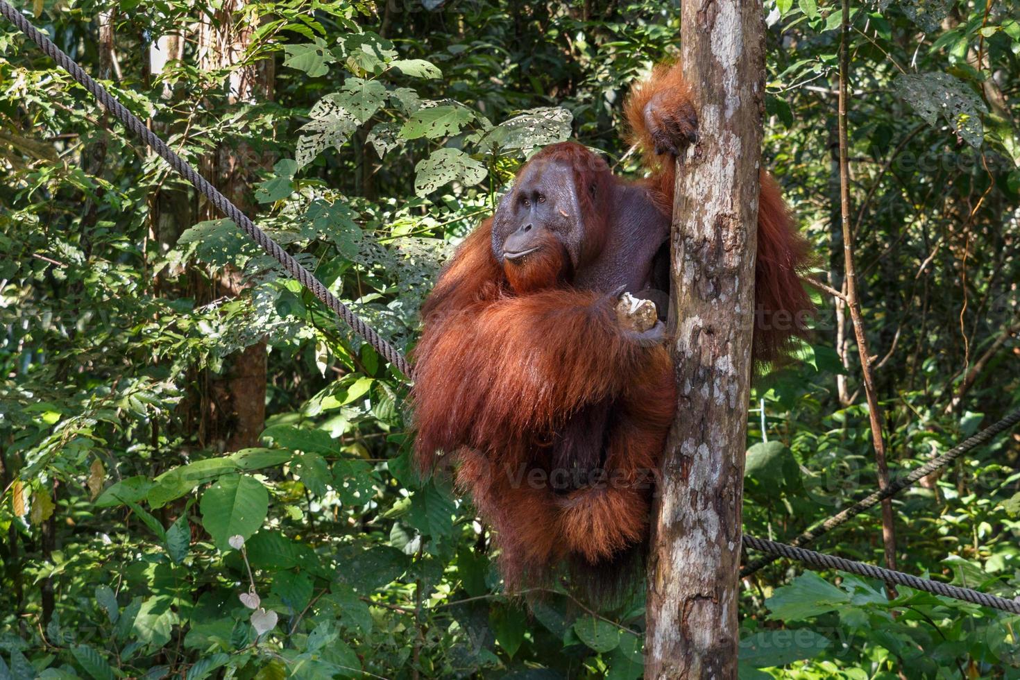 el orangután hembra se sienta en una cuerda cerca de un árbol y mira hacia otro lado foto