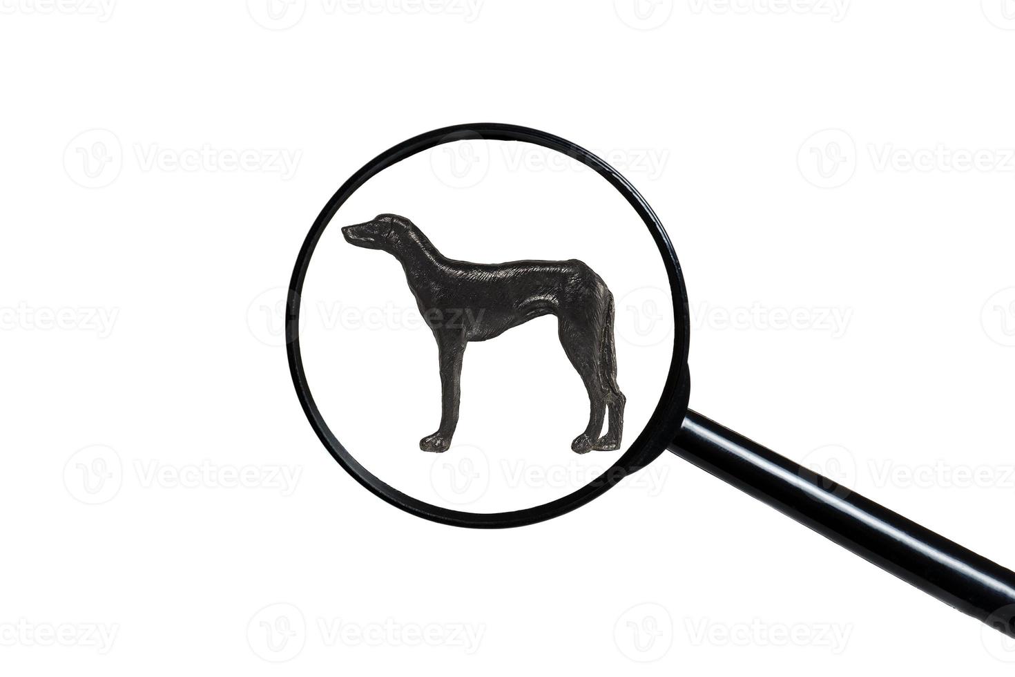 perro señalador, silueta de perro sobre fondo blanco, vista a través de una lupa foto
