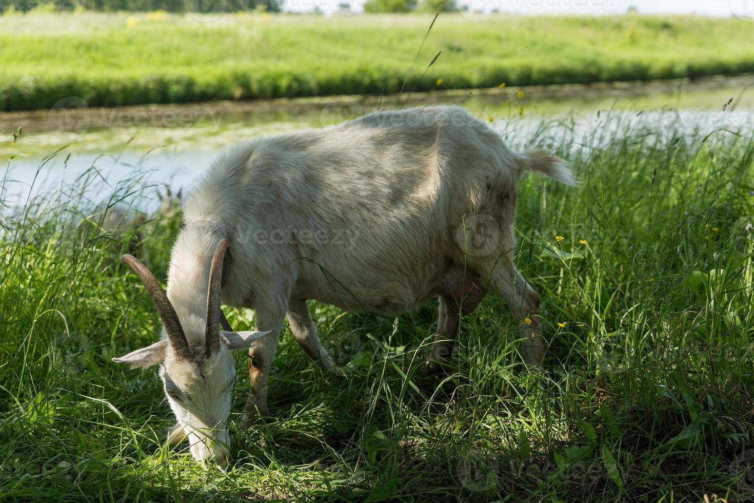 White goat eats grass in a meadow near the river. photo
