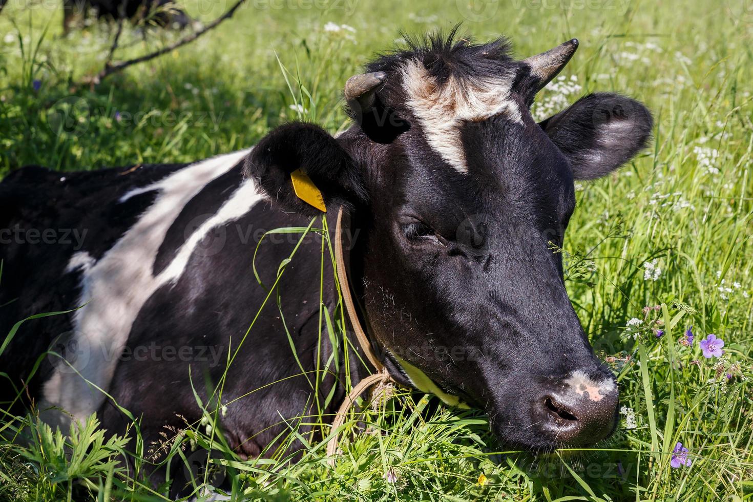 the cow lies in the grass on a pasture. the head of a cow. photo