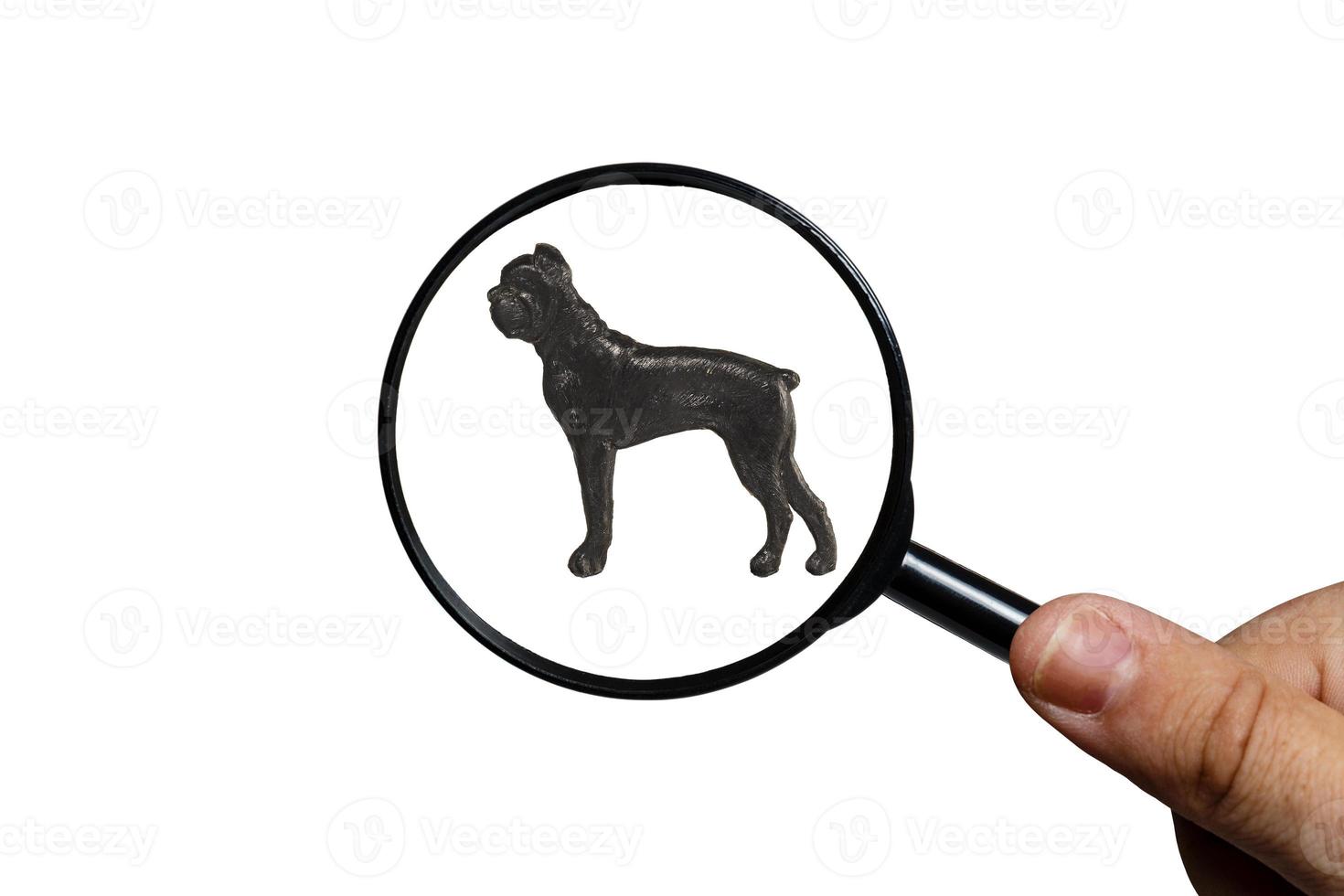 Dobermann, Silhouette of dog on white background, view through a magnifying glass, magnifying glass in hand photo