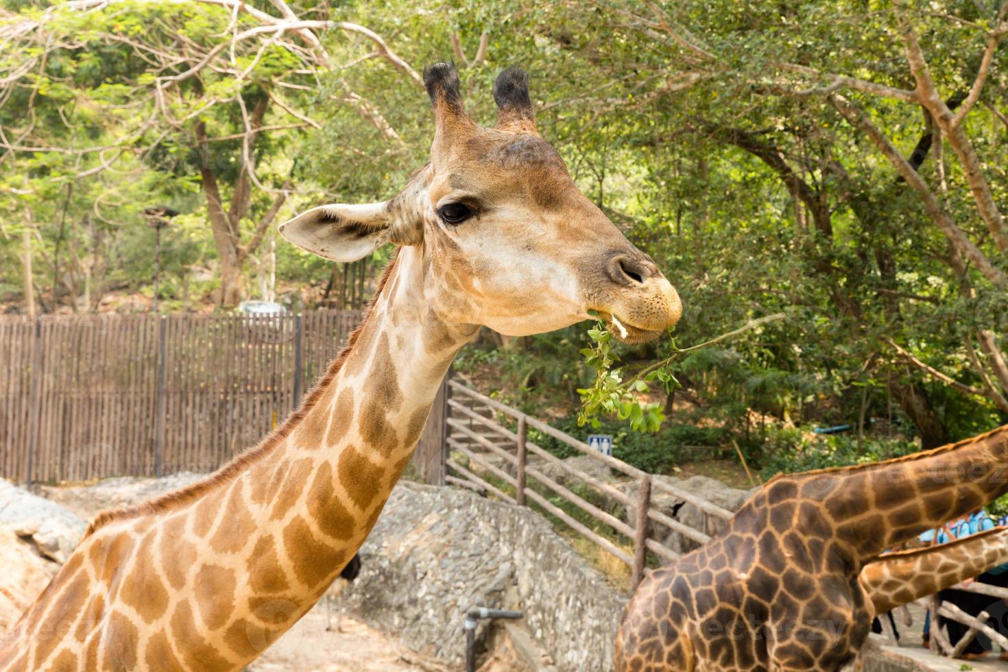 Giraffe eats some green leaves photo