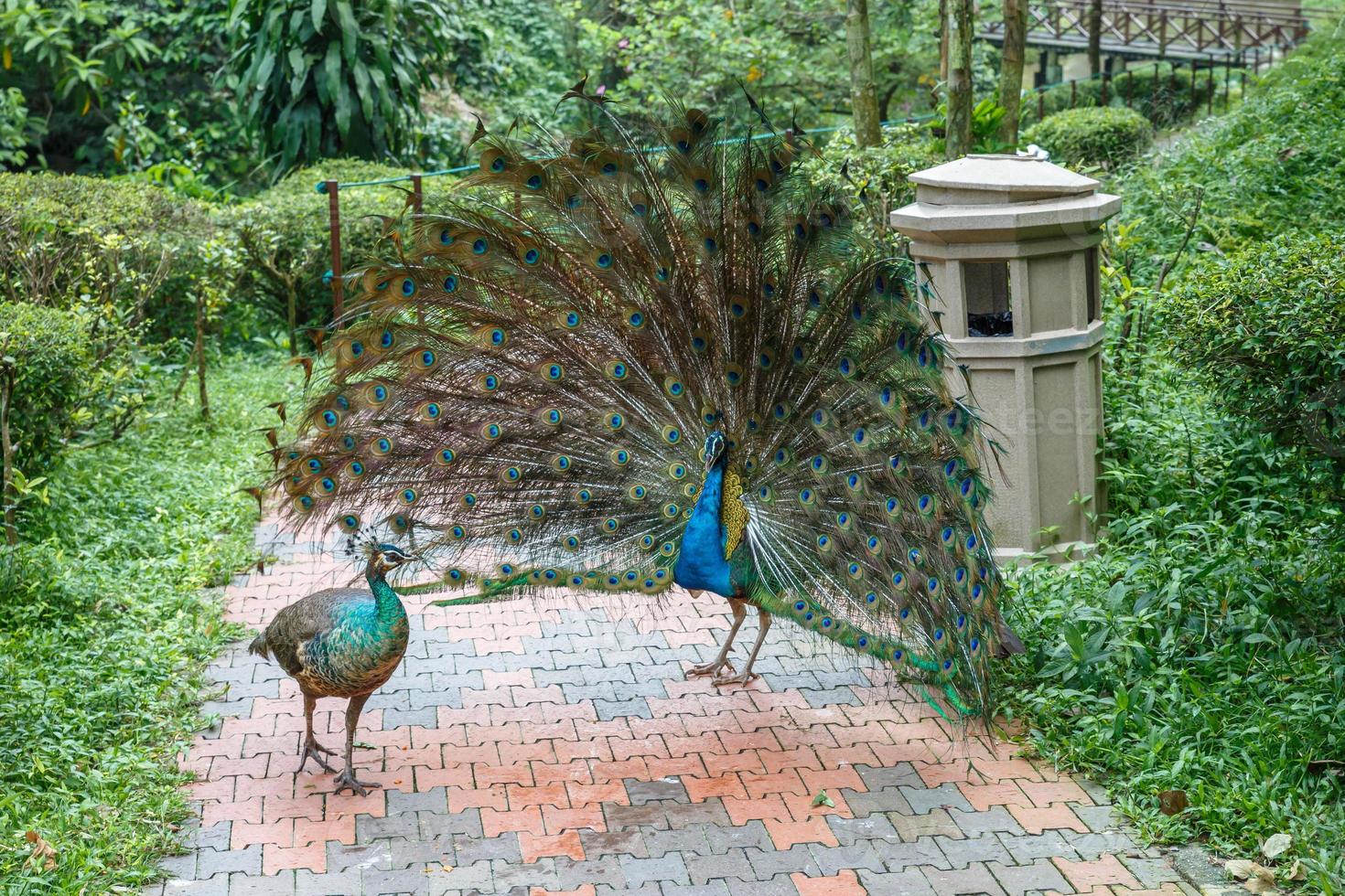 Indian blue peacock with an open tail in front of the female. photo