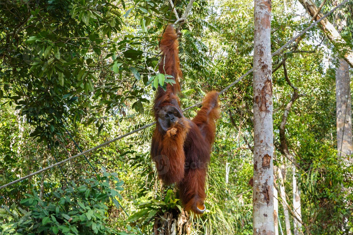 female orangutan hangs on a branch and eats coconut photo