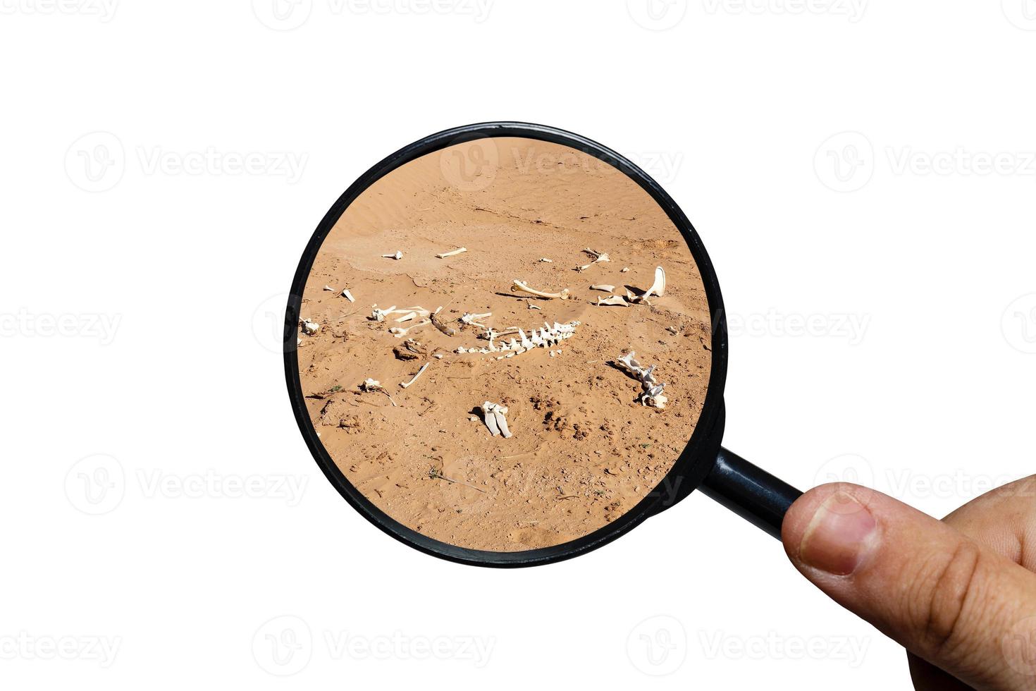 bones of an animal in the desert, view through a magnifying glass, white background, magnifying glass in hand photo