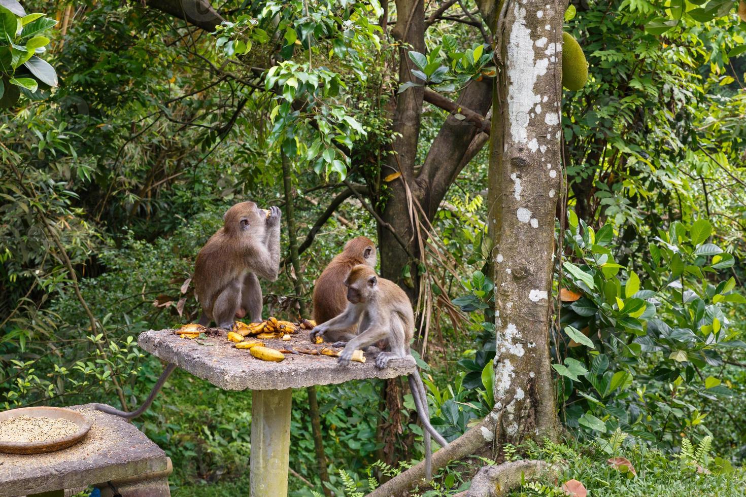 Three monkeys eat bananas on a stone table photo