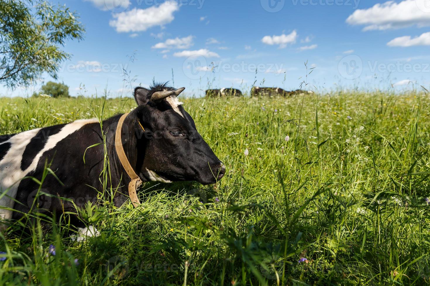 A cow lies in the green grass on the pasture. photo