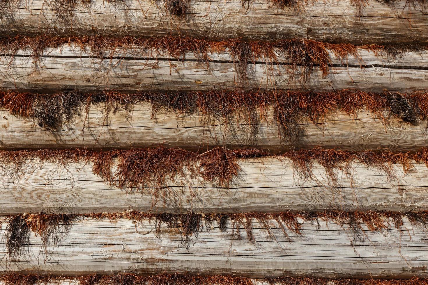 Wooden wall made of logs. Moss is laid between the logs. Horizontal background and tree texture. photo