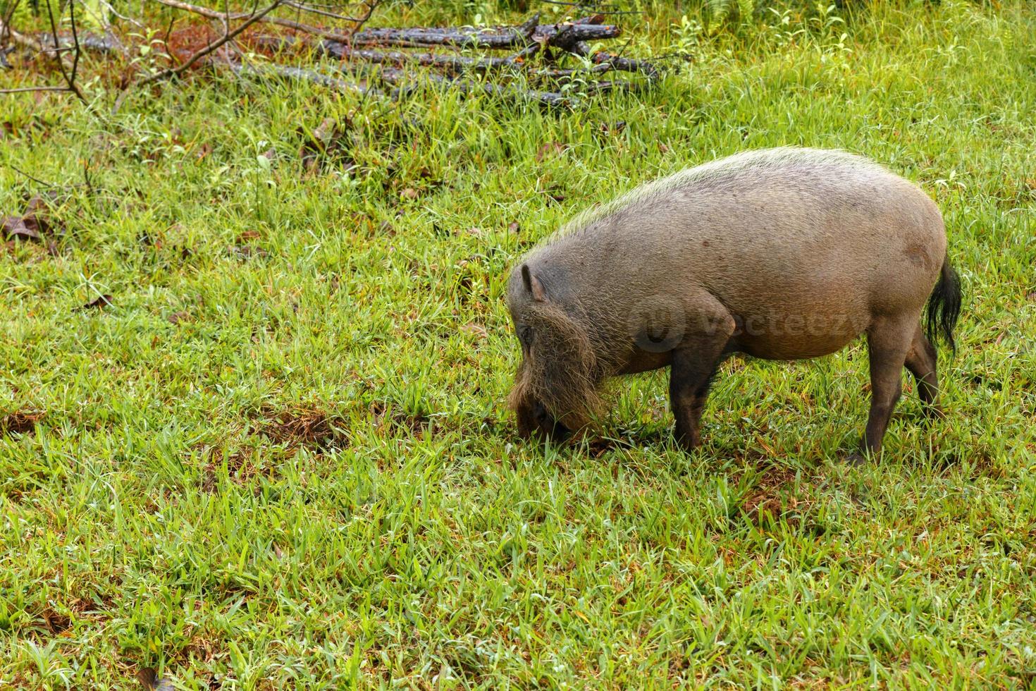 bearded pig digs the earth on a green lawn in the jungle photo