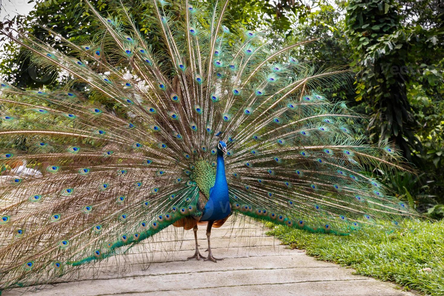 indian blue peafowl. photo