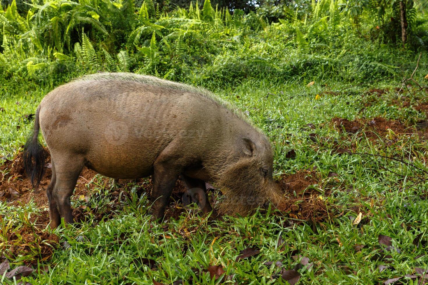 bearded pig digs the earth on a green lawn in the jungle. photo