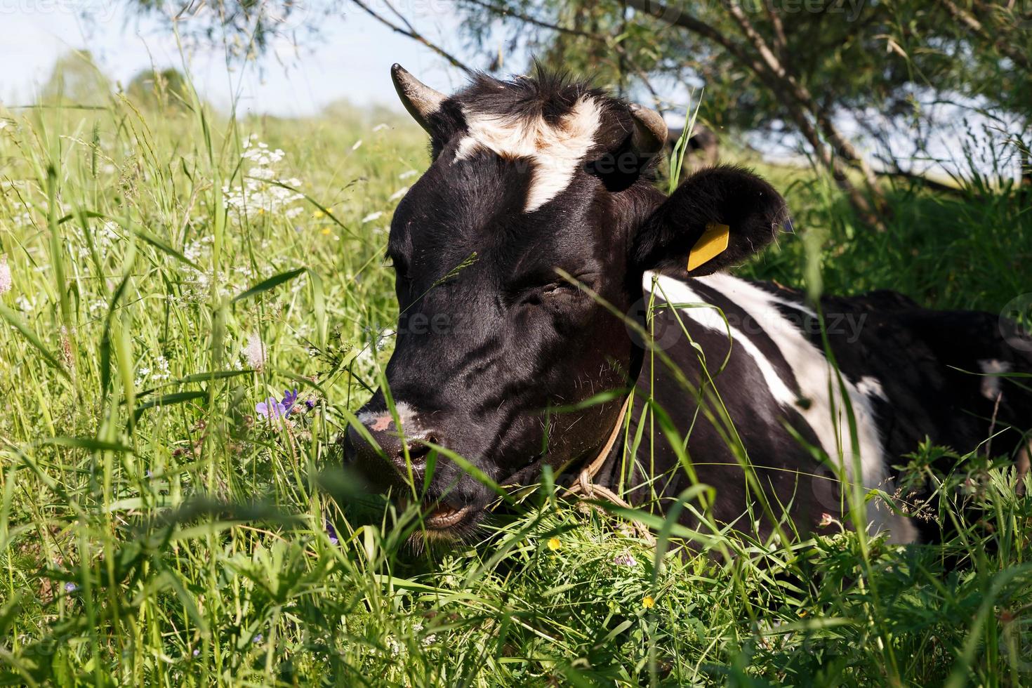 A black and white cow lies in the grass in the pasture. photo