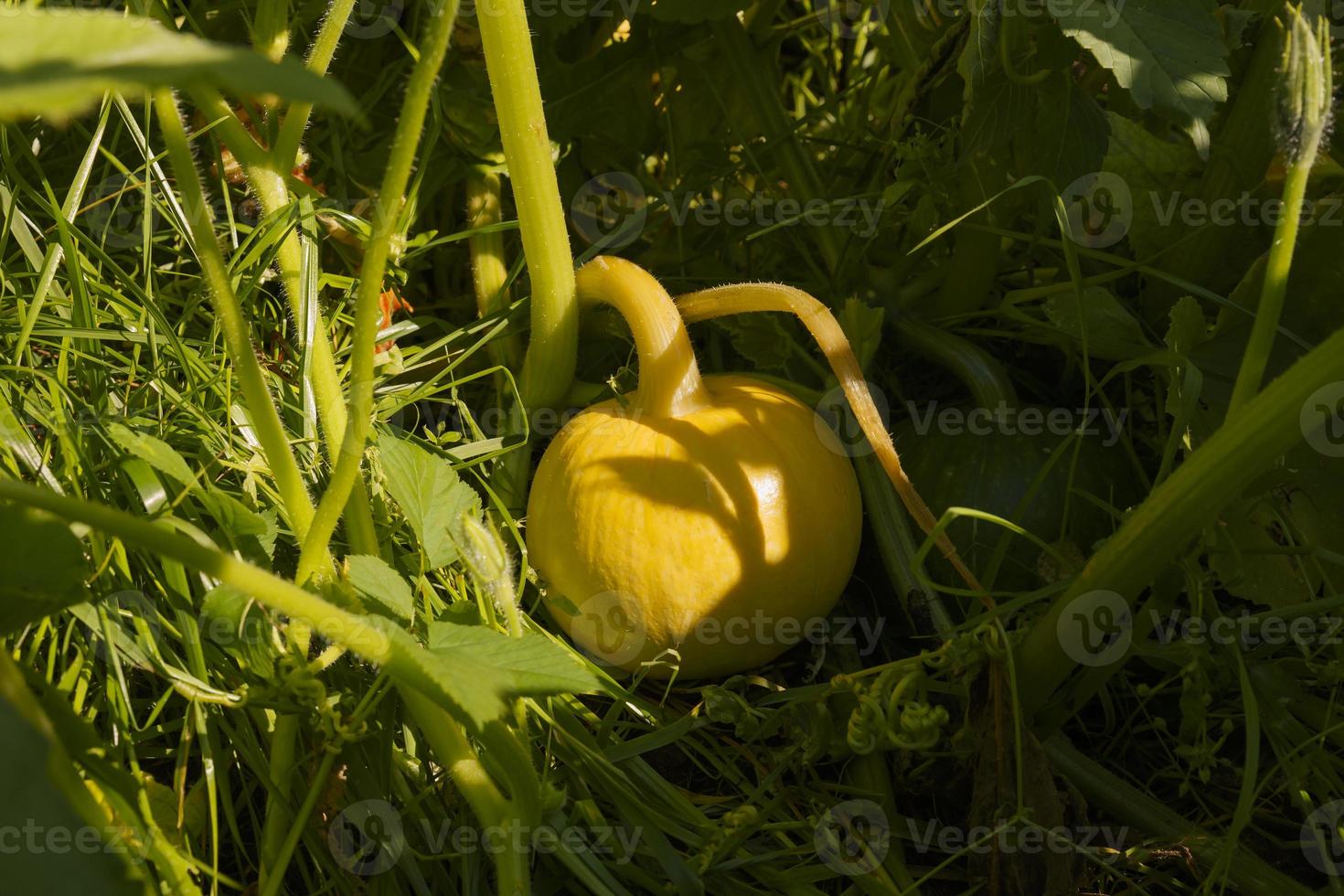 Fresh small yellow pumpkin on a plant photo