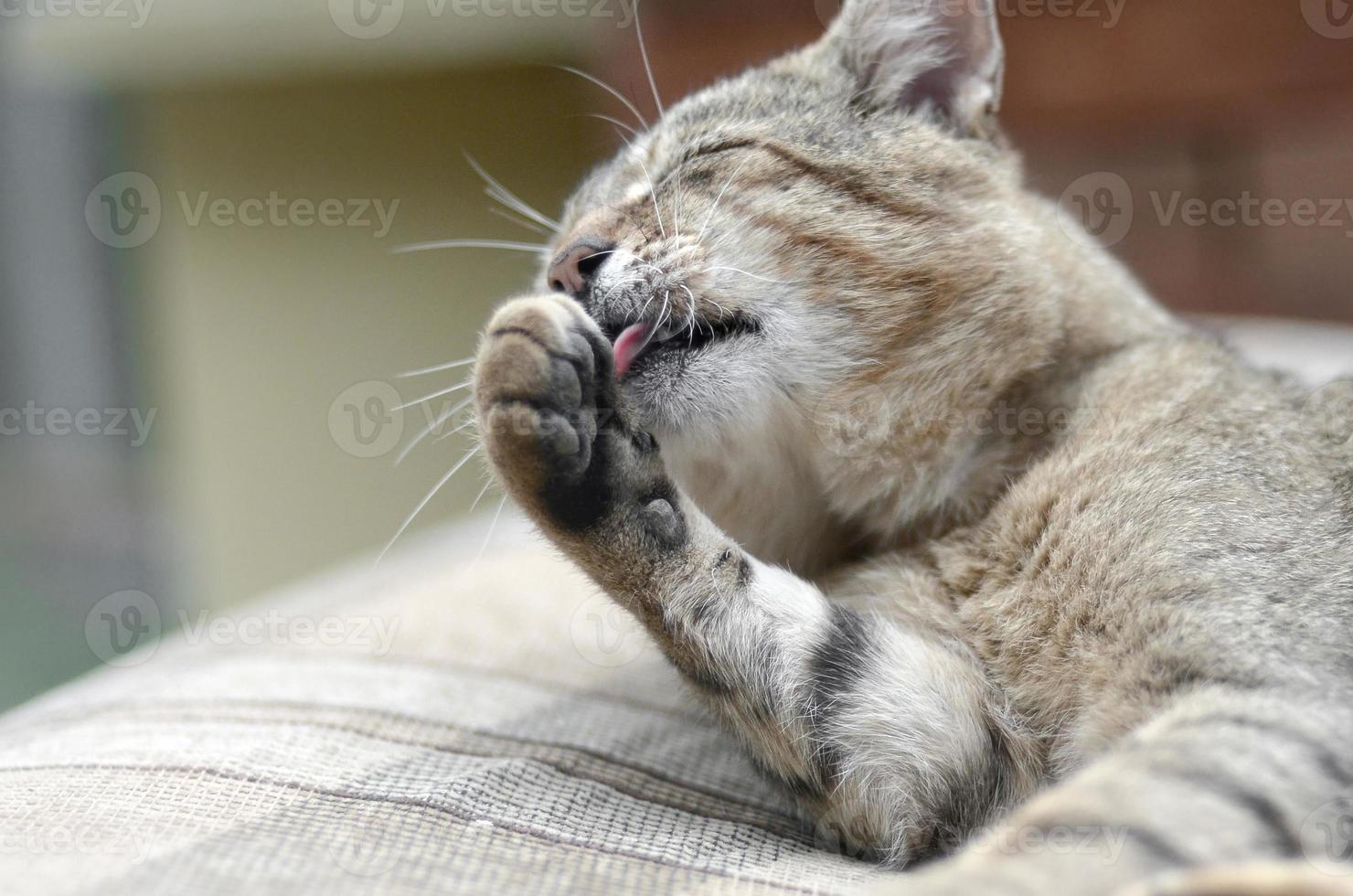 Portrait of tabby cat sitting and licking his hair outdoors and lies on brown sofa photo