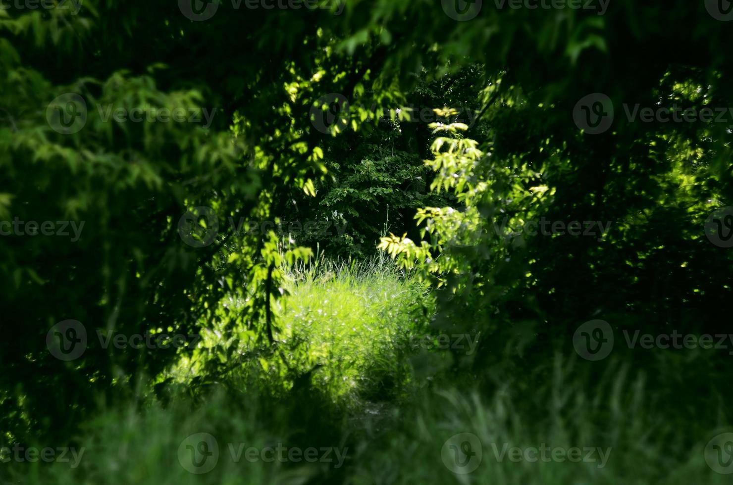 paisaje de verano en madera verde foto