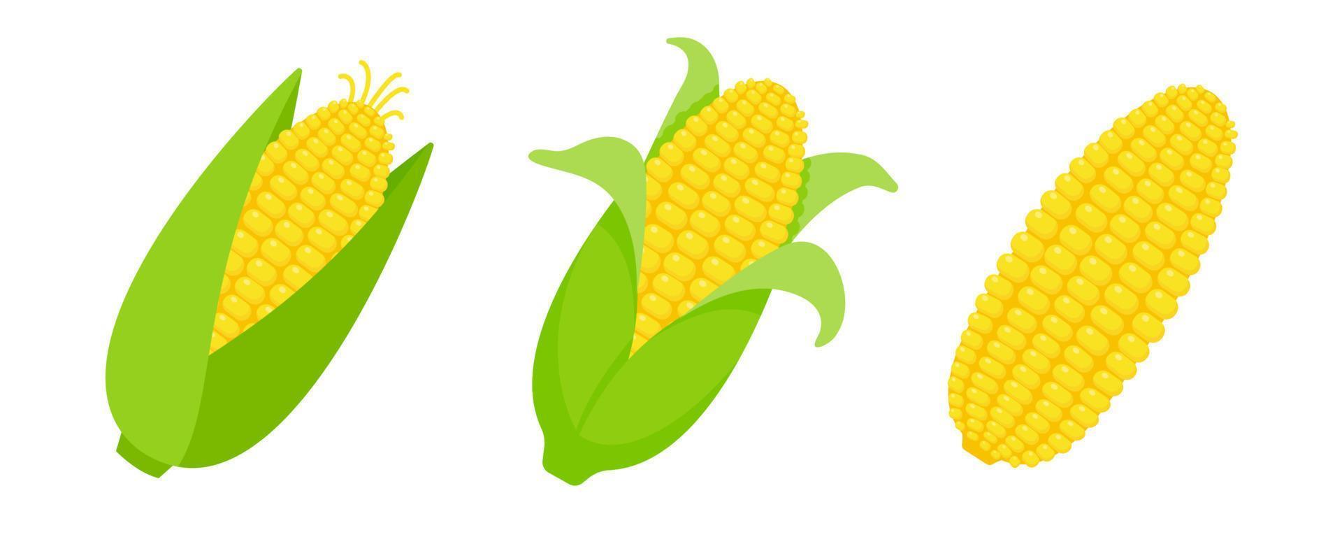 mazorcas de maíz peladas. maíz vector fruta amarilla