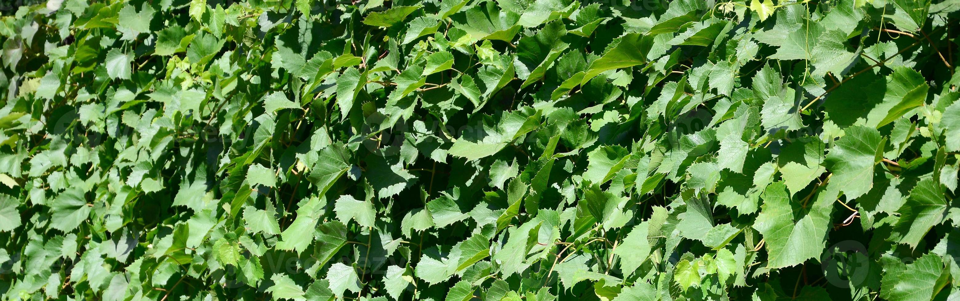 Texture of a wall overgrown with ivy from green leaves in a vineyard photo