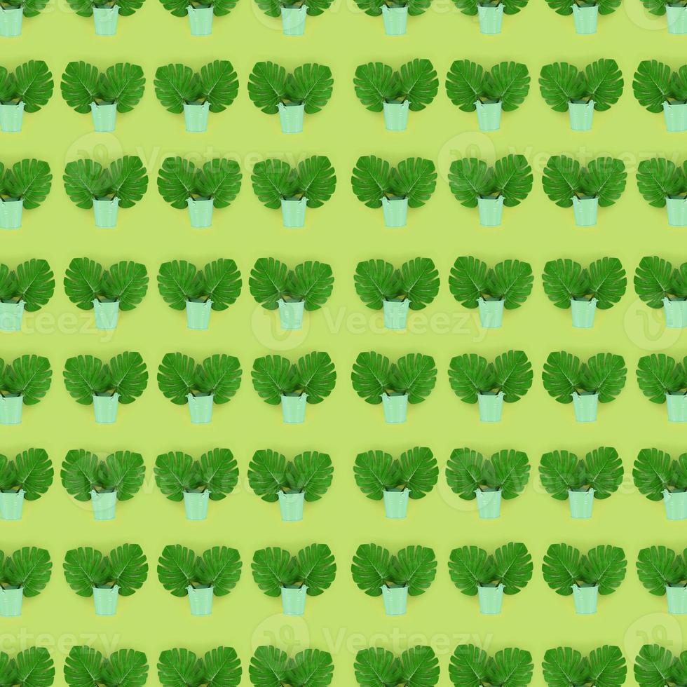 Tropical palm monstera leaves lies in a pastel pails on a colored background. Flat lay trendy minimal pattern. Top view photo