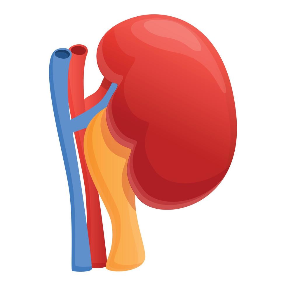 icono de riñón urinario, estilo de dibujos animados vector