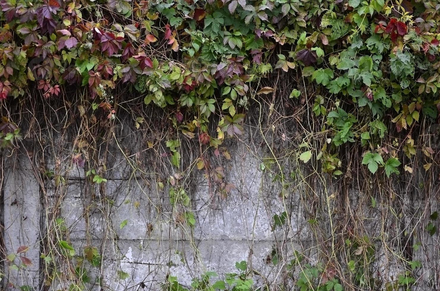 Wild wine covering a concrete wall photo