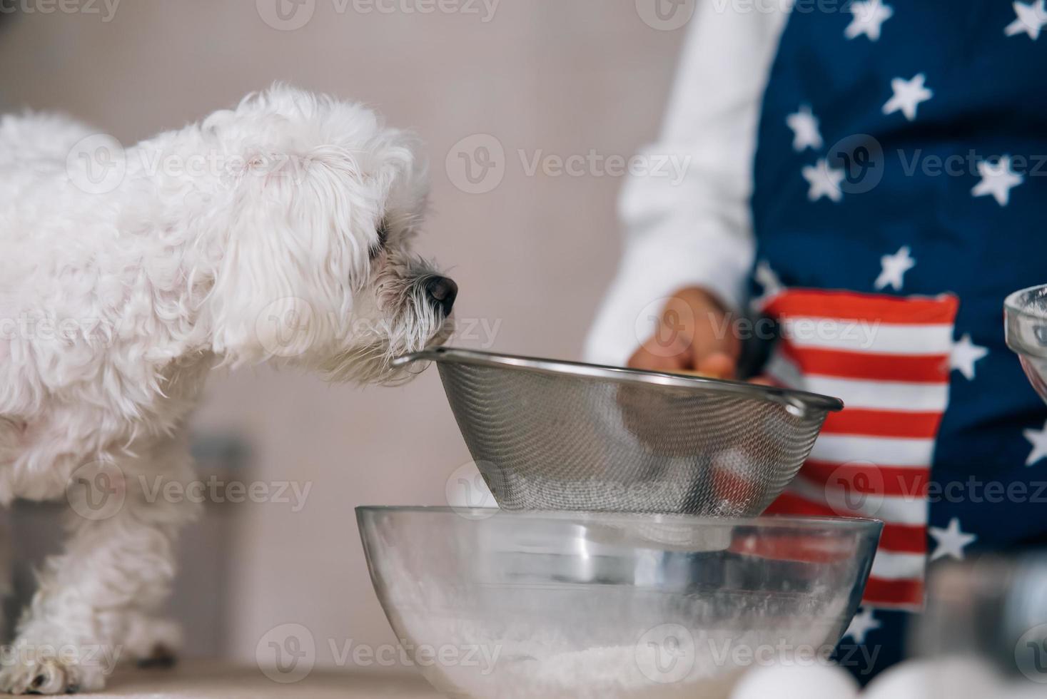 Cute white Maltese dog sniffing meal on the table photo