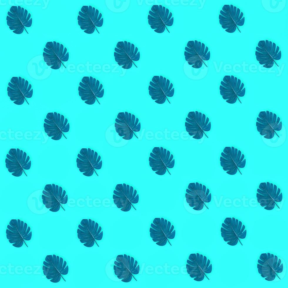 Tropical palm monstera leaves lies on a pastel colored paper. Nature summer concept pattern. Flat lay composition. Top view photo